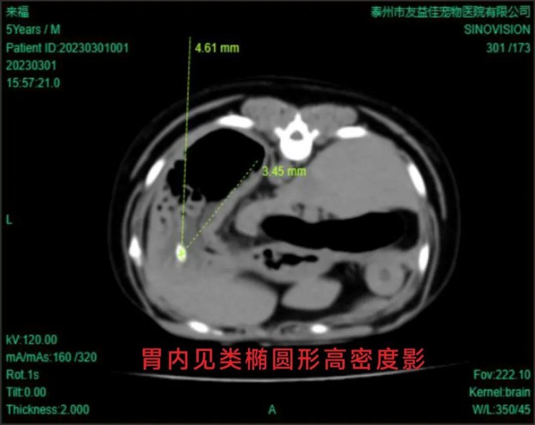 来福从盐城转诊到泰州友益佳宠物医院的看诊经历