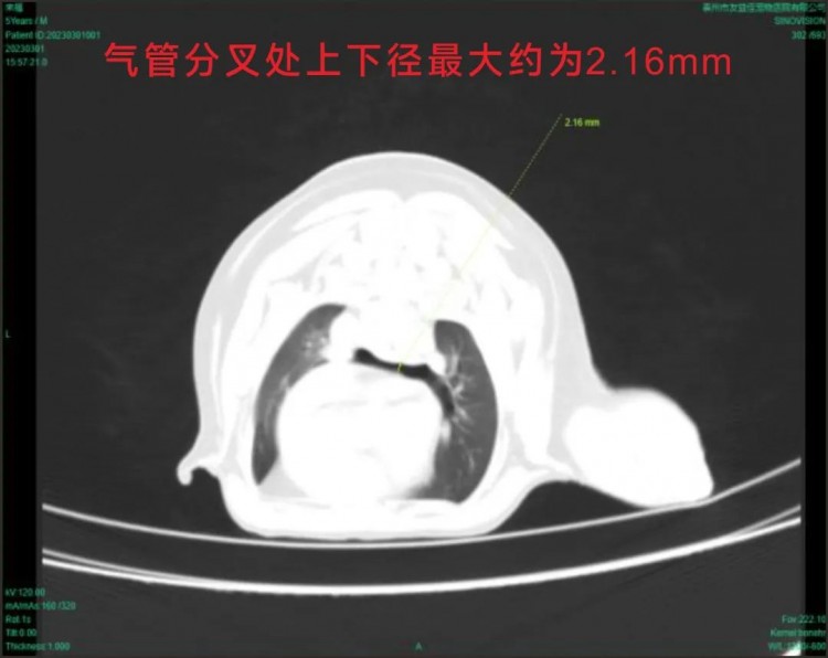 来福从盐城转诊到泰州友益佳宠物医院的看诊经历