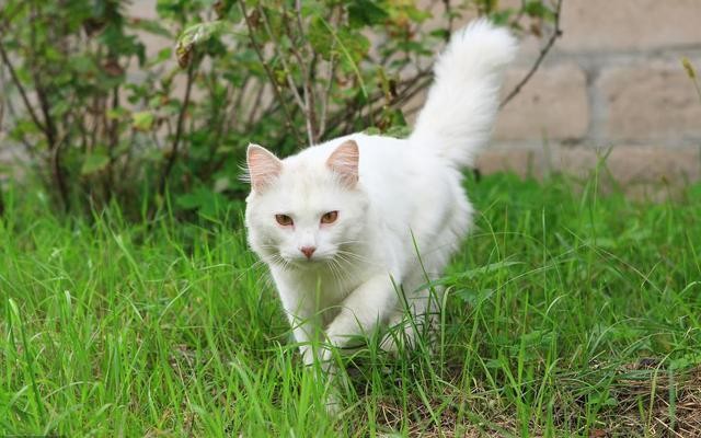 最有志气的猫妈妈：宁愿带孩子上山当野猫，也不愿寄人篱下