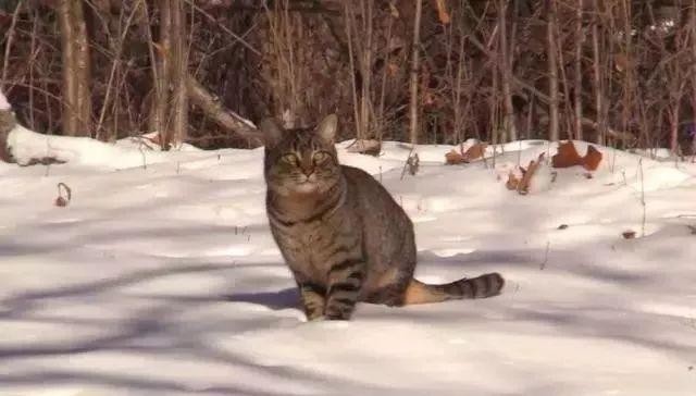 野猫偷偷躲进小伙家，小伙坚持喂食感动野猫，最终一生幸福相伴