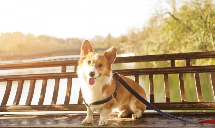 柯基犬有六大优点怪不得养过的人都说它好