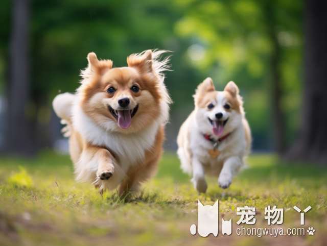 萨摩耶是什么型犬？