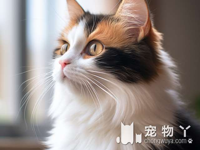 小奶狗误入橘猫领地险被围攻，狗妈迅速反应，从虎口下救出孩子