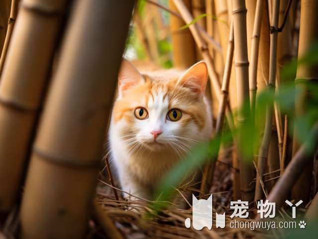 波斯猫喜欢吃什么不吃什么？